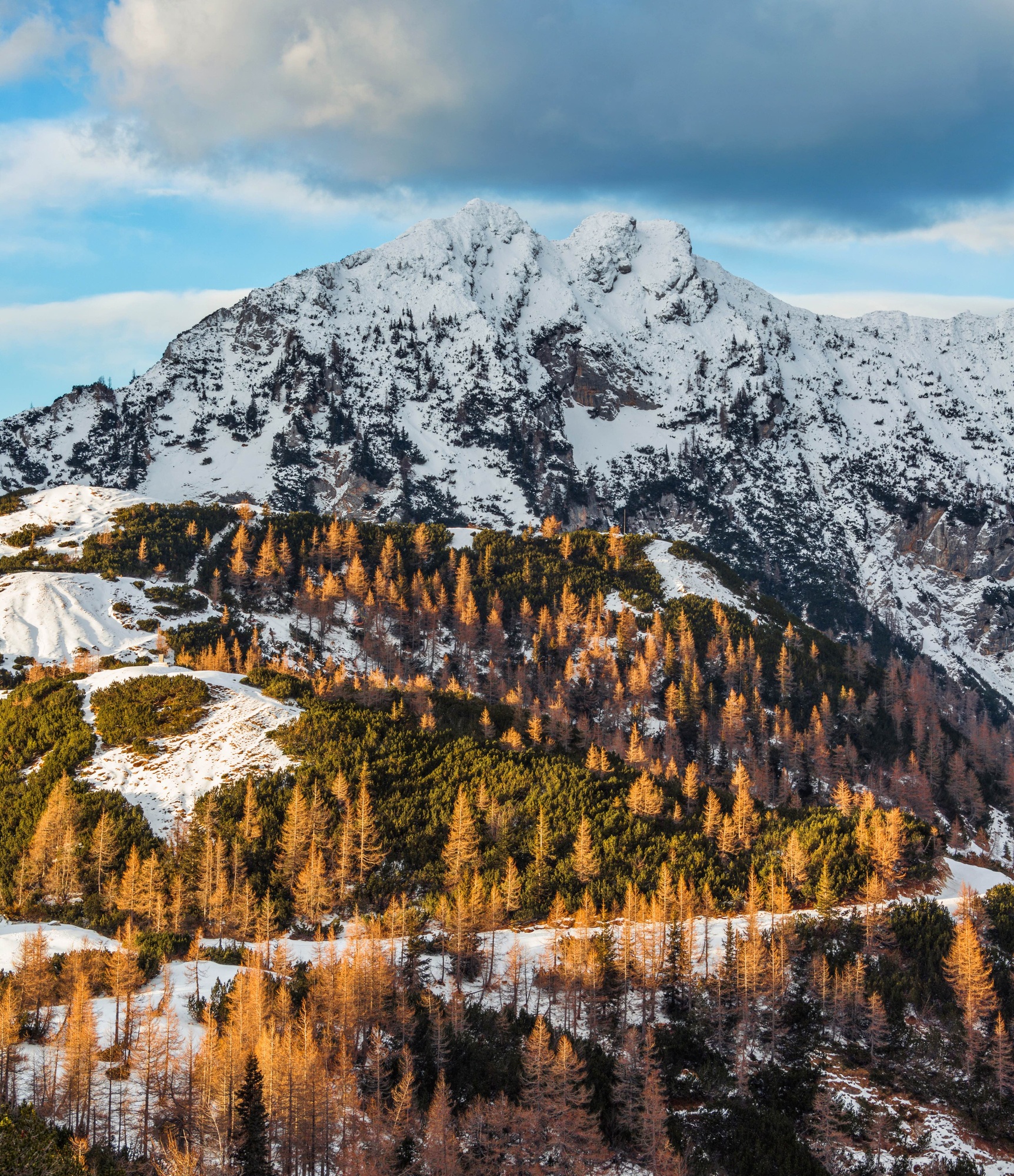 Larches glowing in the golden light